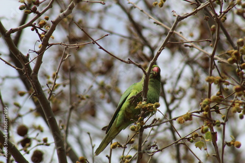 Rose-ringed parakeet (Psittacula krameri) feeding on tree branches, green parrot in natural habitat, urban wildlife bird eating seeds.