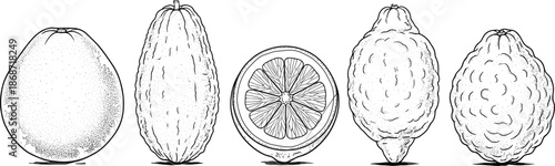 Etrog citron and pomelo citrus fruit engraving sketch set with slices, organic botanical CAD drawing flat vector illustration for harvest