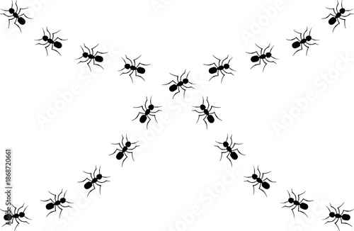 black ants, two lines of worker ants marching in search of food, ant trail, ant tracks crossing