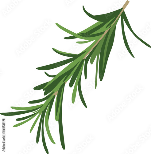 Illustration of a green rosemary sprig with needle-like leaves on a white background.