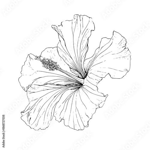 Detailed line drawing of a hibiscus flower with prominent stamen and delicate petal outlines shown clearly