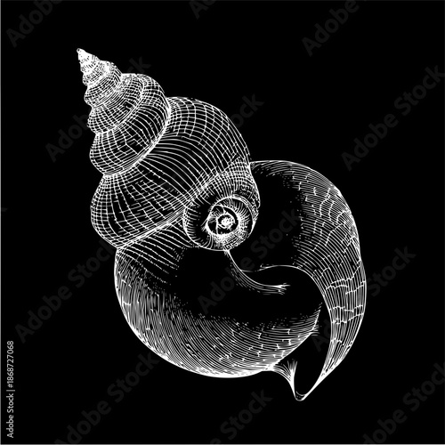 Detailed line drawing of a white seashell with a spiral pattern against a black background design element