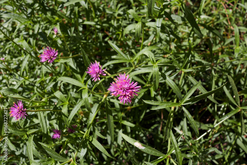 Gomphrena globosa plant in bloom