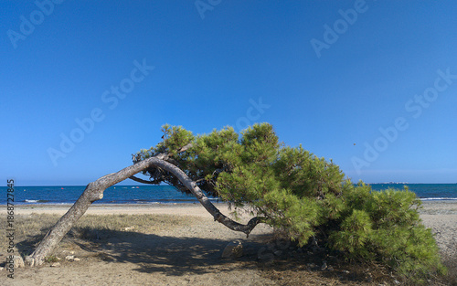 Tree on the beach in Santa Pola Alicante province innSpain