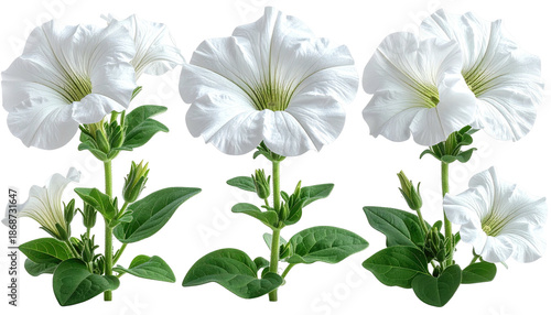 Cluster of several pure white petunias with green leaves, isolated