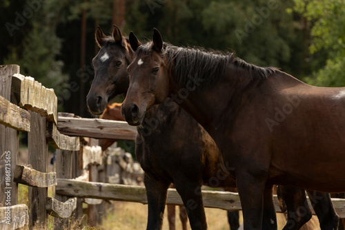 Pferdeportrait © Nadine Haase