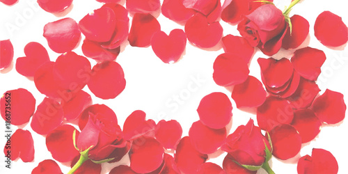 Red rose petals and buds scattered on white background forming a beautiful romantic frame