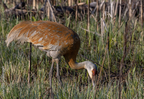 Sandhill crane on the ground