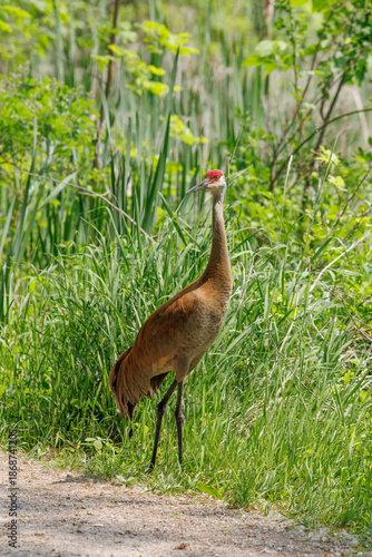 Sandhill crane on the ground