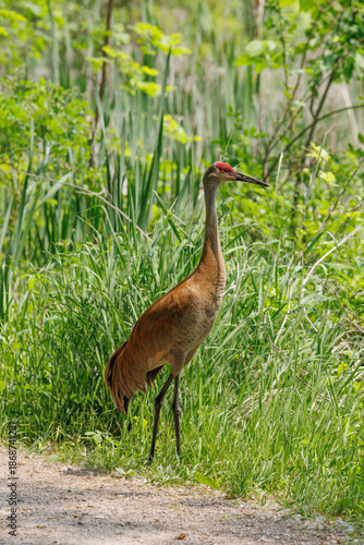 Sandhill crane on the ground