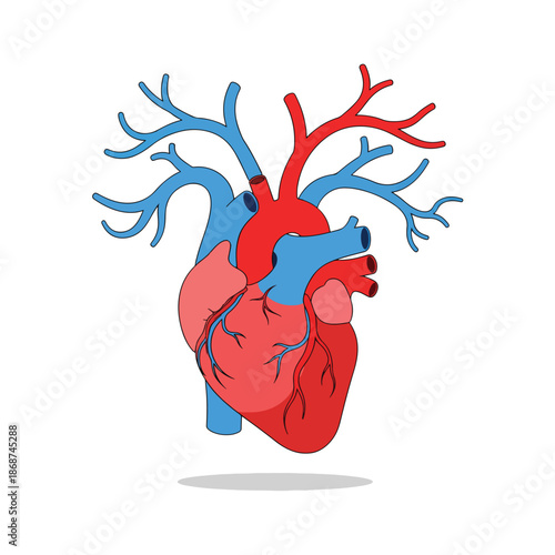 Detailed human heart anatomy illustration showcasing circulatory system in vibrant colors