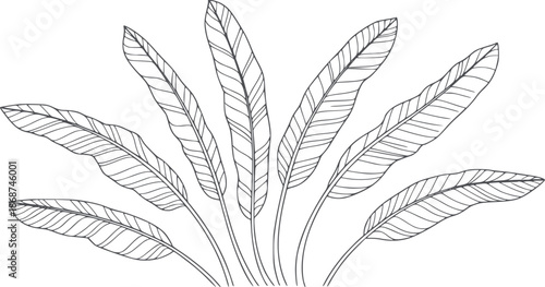 Minimalist black and line of long feather-like leaves cluster