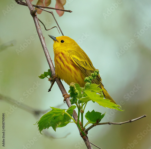 Yellow warbler perched on a tree limb