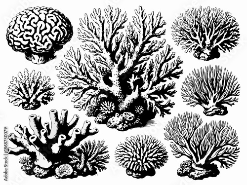 Detailed hand-drawn black ink illustrations of various coral reef shapes and textures on clean white background, concept of ocean biodiversity