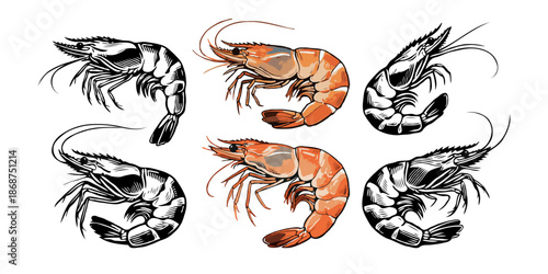 Set of six shrimp illustrations in both realistic and stylized ink styles shown on a white background, concept of seafood and marine design