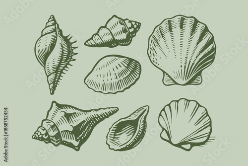 Collection of various hand-drawn sea shells in vintage engraving style on light green background. Concept of marine life and ocean nature