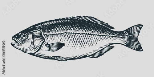 Detailed hand-drawn engraving of a fish in black ink style, isolated on light background, concept of seafood, fishing, marine life