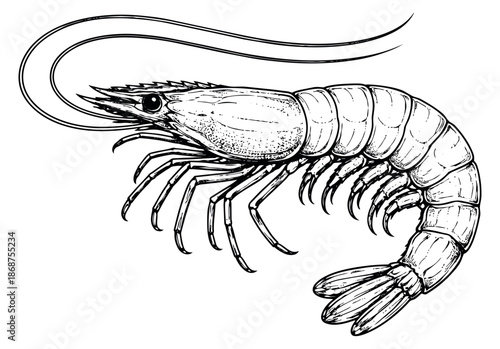 Hand drawn line art illustration of a shrimp depicting its detailed form for seafood culinary design