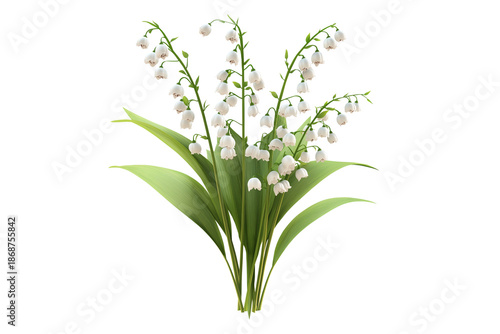 Wallpaper Mural Floral Lily of the Valley Plant Isolated on Transparent Background Torontodigital.ca