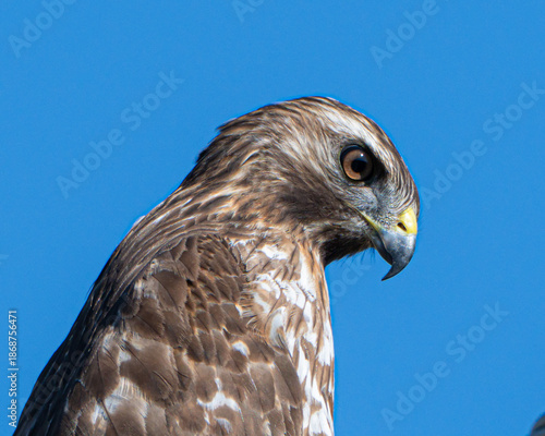 Wallpaper Mural Close up of a Young Red Shouldered Hawk Torontodigital.ca