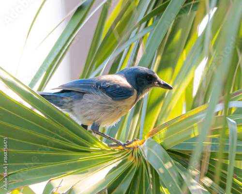 Florida Scrub Jay in Merritt Island, Florida