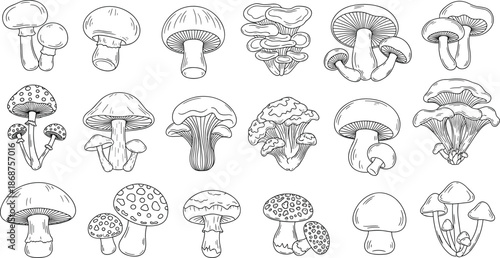 Collection of various mushroom illustrations isolated on white background