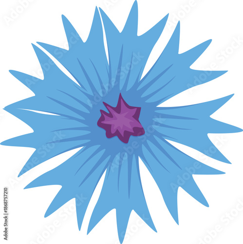 Chicory flower with light blue petals and purple center blooming on white background
