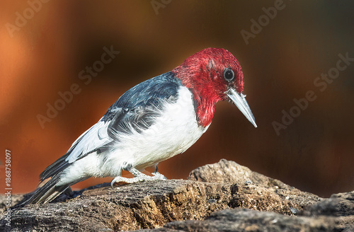 Red headed woodpecker perched on a log