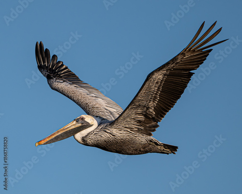 Brown Pelican in flight in Florida