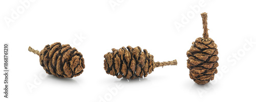 Natural redwood tree giant sequoia cone (Sequoiadendron giganteum) isolated on white background