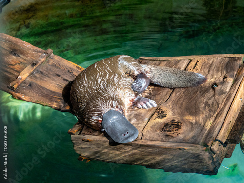 Platypus in Platypus house, Tasmania