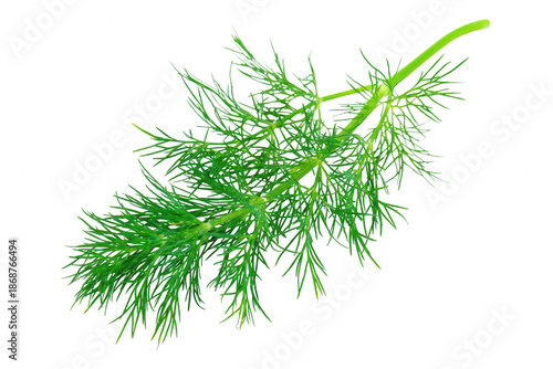 Quadro su tela Vibrant green dill foliage isolated on a deeply colored field