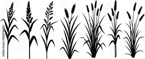 Black silhouettes of various grass and wheat plants