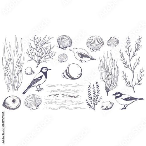 Three birds and seashells with seaweed and waves in a minimalist line