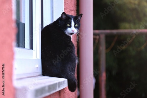 Cute tuxedo cat sitting on the window shelf and loking curious at camera. 