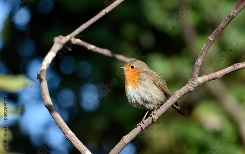 robin bird on a branch in winter 