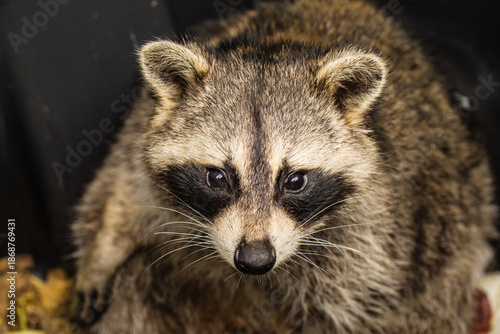 Close up portrait of raccoon with detailed fur and eyes