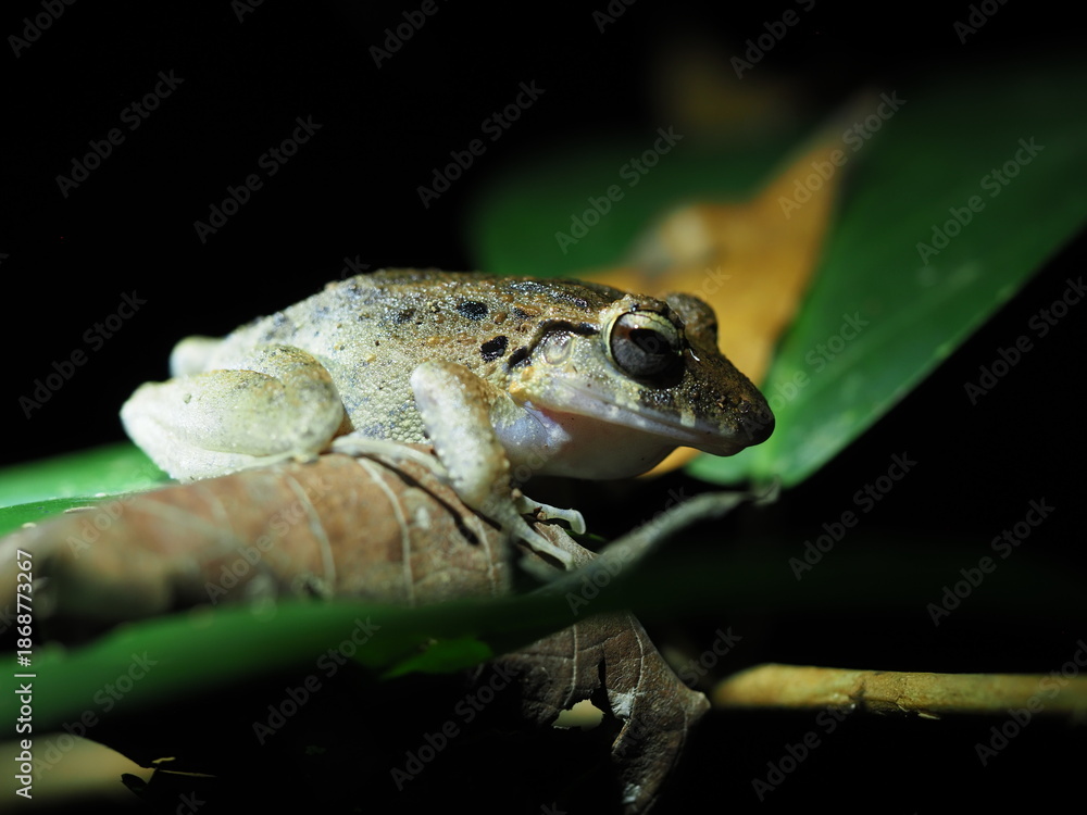 Fototapeta premium Slim fingered rain frog in Costa Rica 