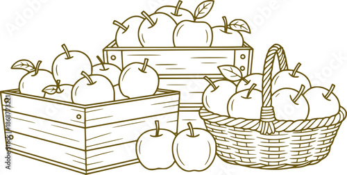 Hand drawn line of apples in wooden crates and wicker basket fruit