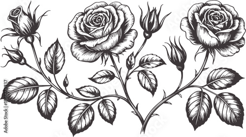 Hand drawn monochrome botanical roses with buds and leaves in detailed line black