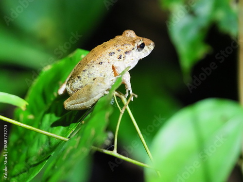 Slim fingered rain frog in Costa Rica 