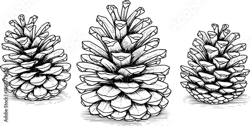 Detailed hand-drawn illustration of three pine cones on a white background
