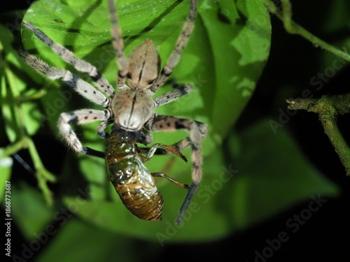 Banana spider with prey of a cicada