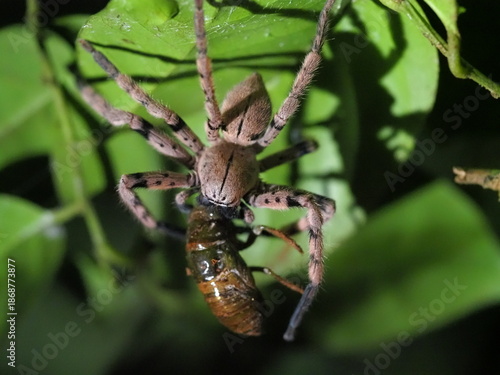 Banana spider with prey of a cicada