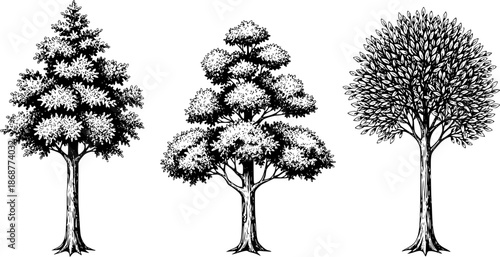 Detailed Pen and Ink Drawings of Three Different Tree Styles on White
