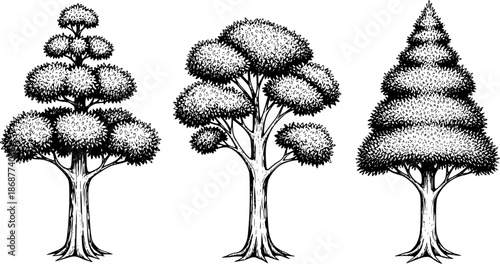 Detailed Pen and Ink Drawings of Three Different Tree Styles on White
