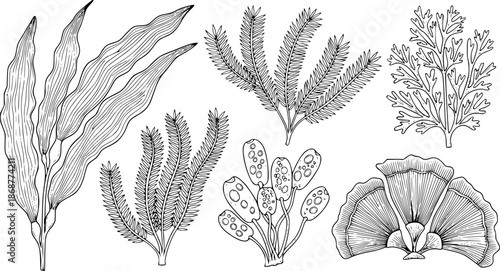 Detailed black and white illustrations of various seaweed species
