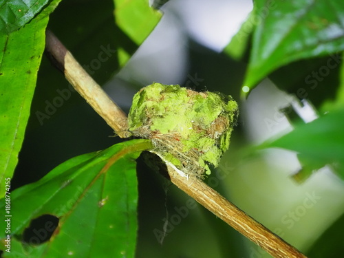 Jacobin nest in the rainforest