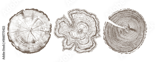 Wood log cross section vector set with detailed tree rings texture, natural timber slices illustration for forestry design, eco branding, woodworking projects and organic backgrounds