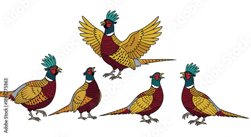 A flock of colorful pheasants is depicted in a charming illustration, with one pheasant standing tall and spreading its wings isolated on white background
